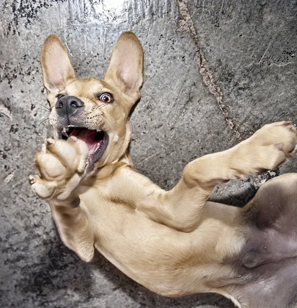 Cão Bagunceiro