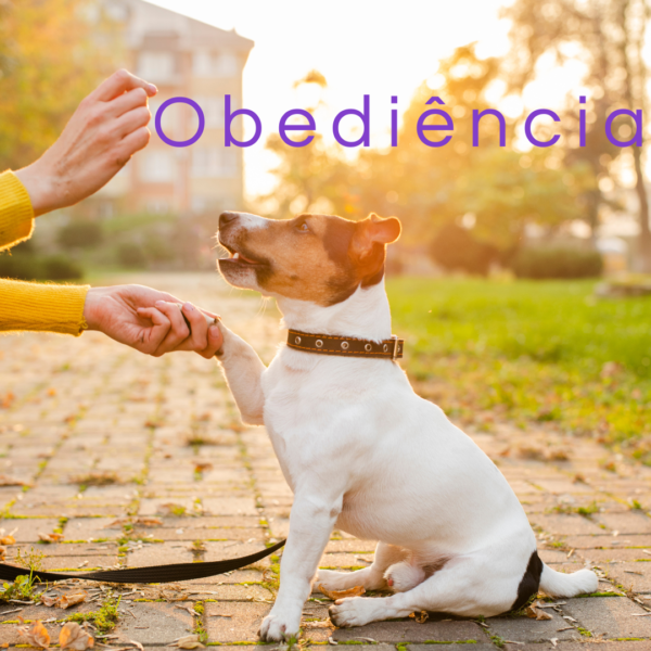7-600x600-1.webp